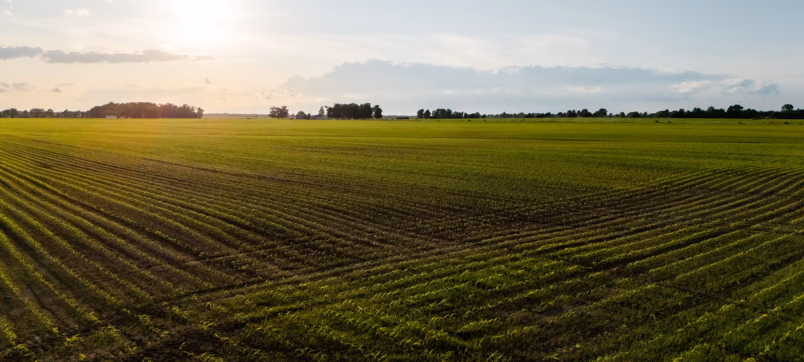 Rows of crops running away toward a distant treeline under an overcast sky